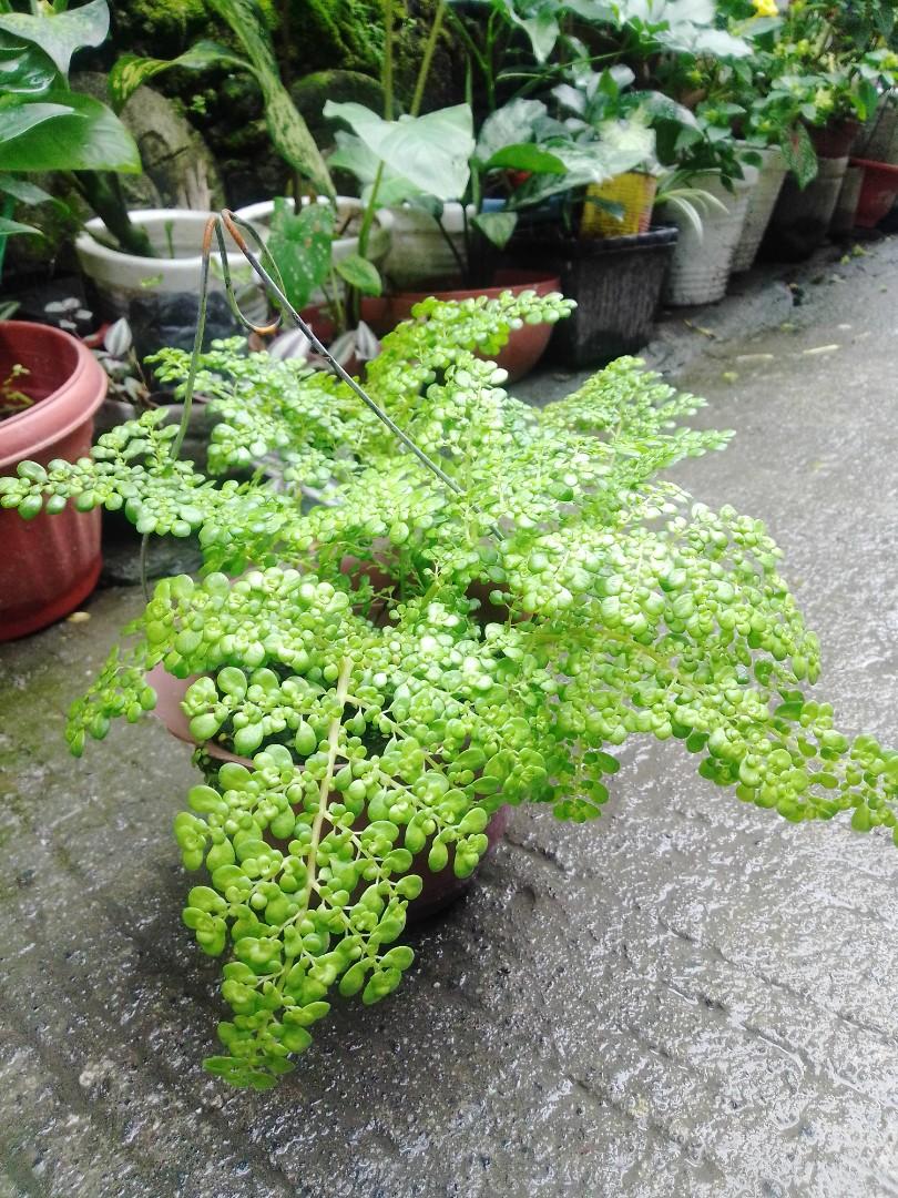 Pilea Microphylla (Category: Plants & Seeds) located in Caloocan City. Submitted by willfull (Listing ID 1064205505, Image 3). Description: Pilea microphylla also known as rockweed, artillery plant, gunpowder plant or brilhantina is an annual plant native to Florida, Mexico, the West Indies, and tropical Central and Southern America. In the southern part of México, specifically Campeche and Mérida, the local name is Frescura. .