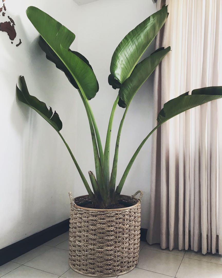 Rattan abaca Plant baskets, Furniture & Home Living, Gardening, Plants ...