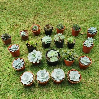 (Category: ) located in . Submitted by wucaibingfen (Listing ID 1064162187, Image 1). Description: .