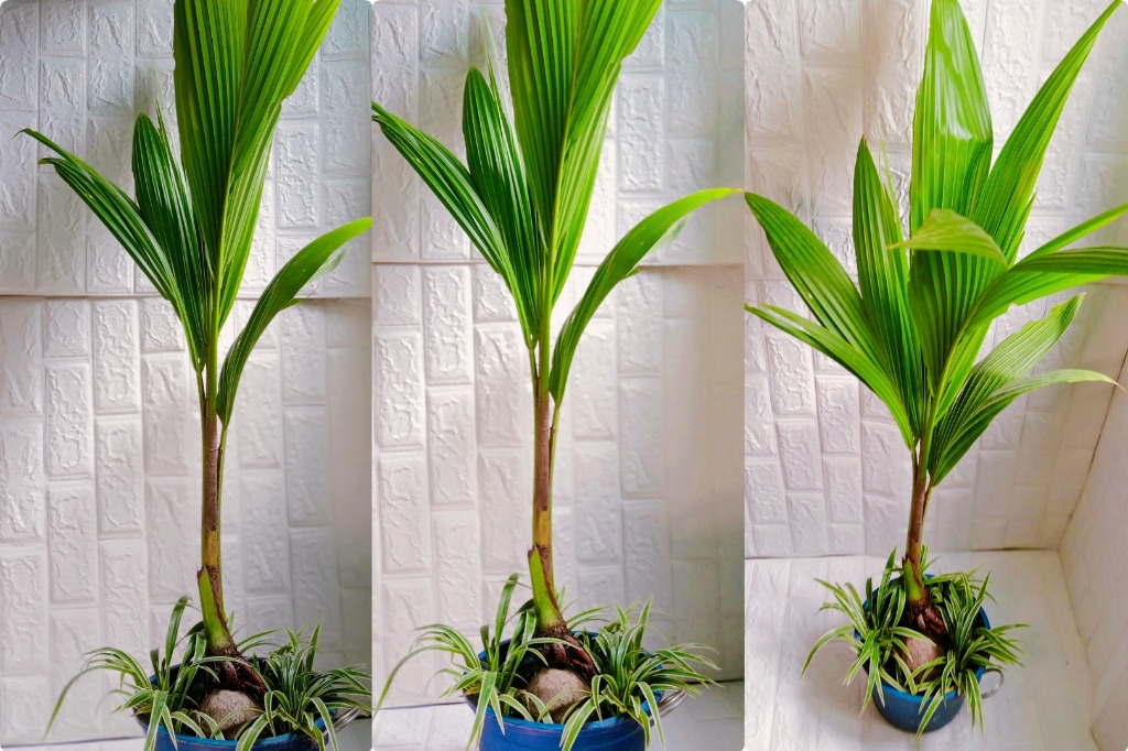 Bonsai Coconut Tree With Spider Plant In Pot Furniture Home Living Gardening Plants Seeds On Carousell