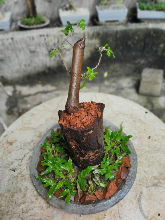 Bonsai Vitex Negundo Furniture Home Living Gardening Plants Seeds On Carousell