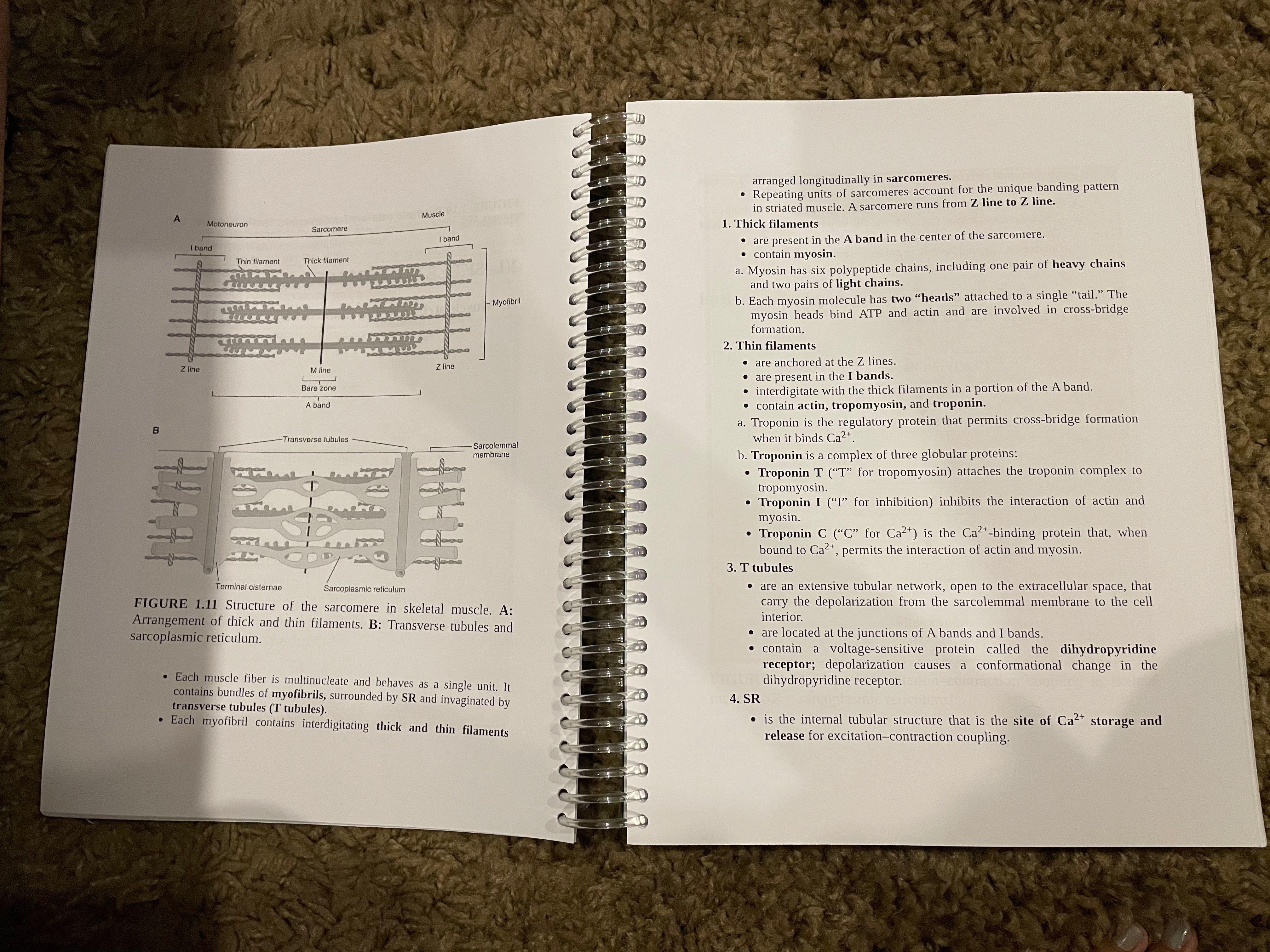 BRS Physiology (Category: Textbooks) located in Mariveles. Submitted by rpbea (Listing ID 1064359832, Image 2). Description: BRS Physiology <10 pages highlighted SF to be shouldered by the buyer.