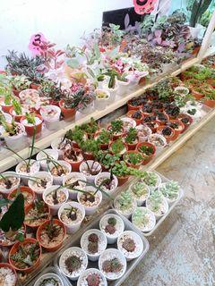CNY mini succulent, 🌵, mini  plants DIY at Bukit timah shopping center 01-02a downtown line at beauty world stand 2min walk to my shop besides uob bank open  10am  to 7pm Sunday till 6pm thank