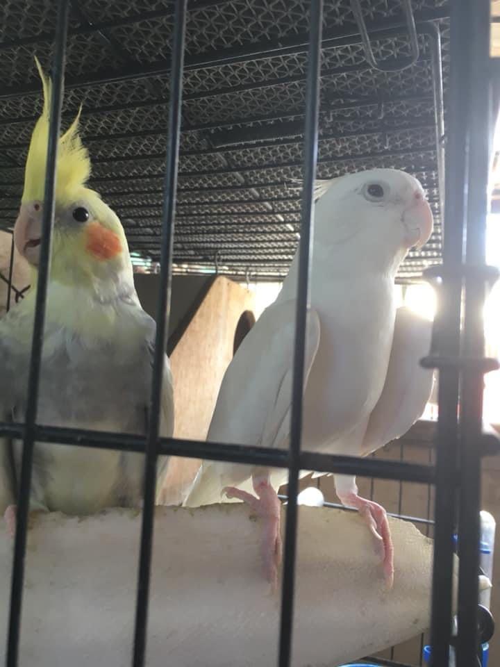 Cuttlebone For Bird’s Calcium (1 piece) (Category: Homes & Other Pet Accessories) located in Rizal. Submitted by idealgadgets (Listing ID 1064375524, Image 2). Description: I’m selling this item for Php 150 For Birds Calcium I do accept meet up and shipping.