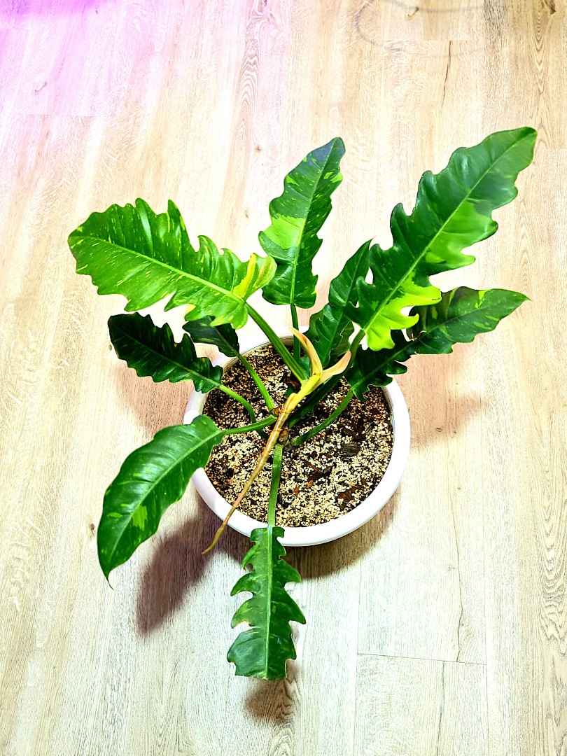 Philodendron Caramel Marble Pink Furniture Home Living Gardening Plants Seeds On Carousell