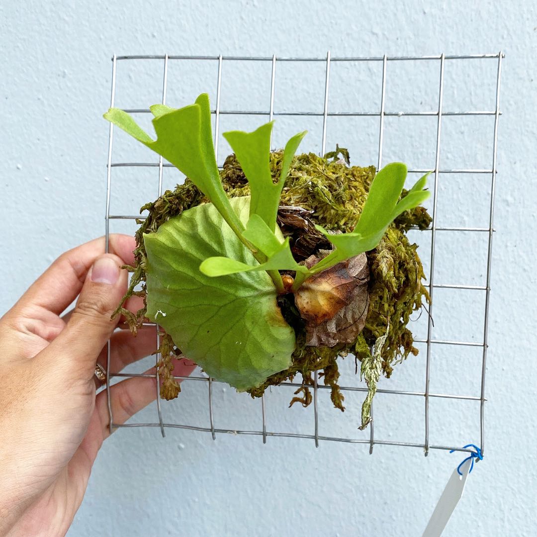 Platycerium Ridleyi Staghorn Fern Furniture Home Living Gardening Plants Seeds On Carousell