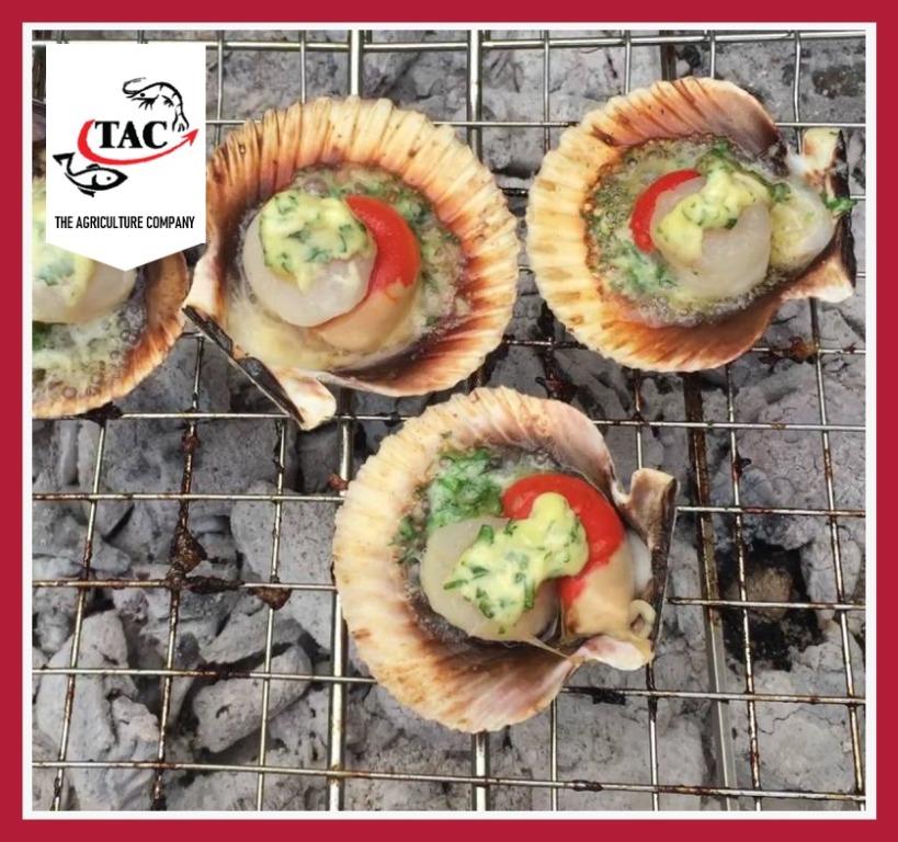 Half Shell Scallop with Roe, Food & Drinks, Chilled & Frozen Food on ...