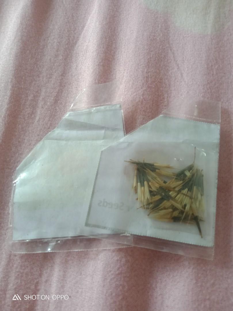 Marigold seeds (Category: Plants & Seeds) located in Cavite. Submitted by trisha1224 (Listing ID 1064467061, Image 2). Description: Fiery red seed(40 pcs)-60 Golden orange (40 pcs)- 50 High germination rate, I already planted some..