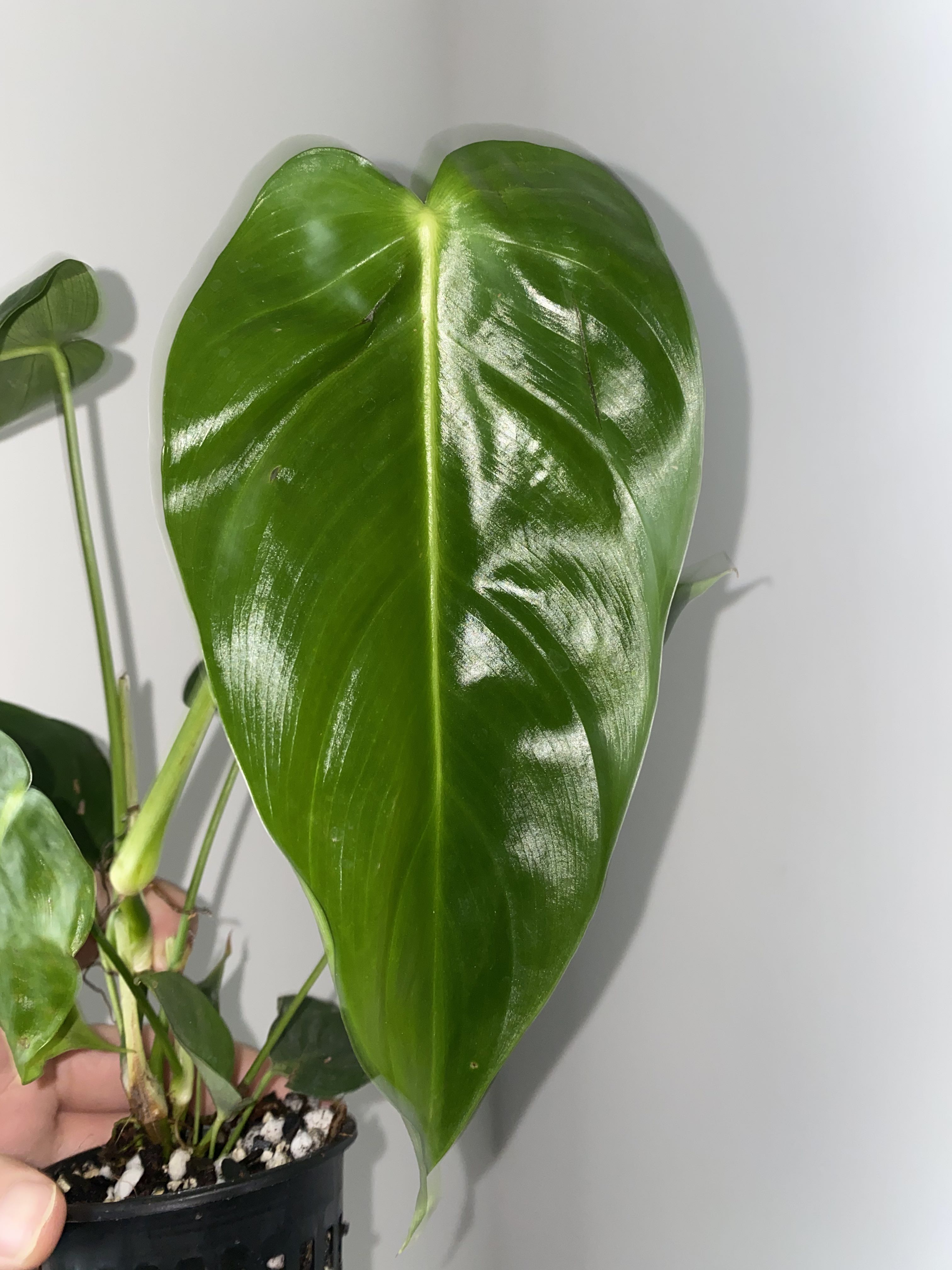 Philodendron Esmeraldense Narrow, Furniture & Home Living, Gardening