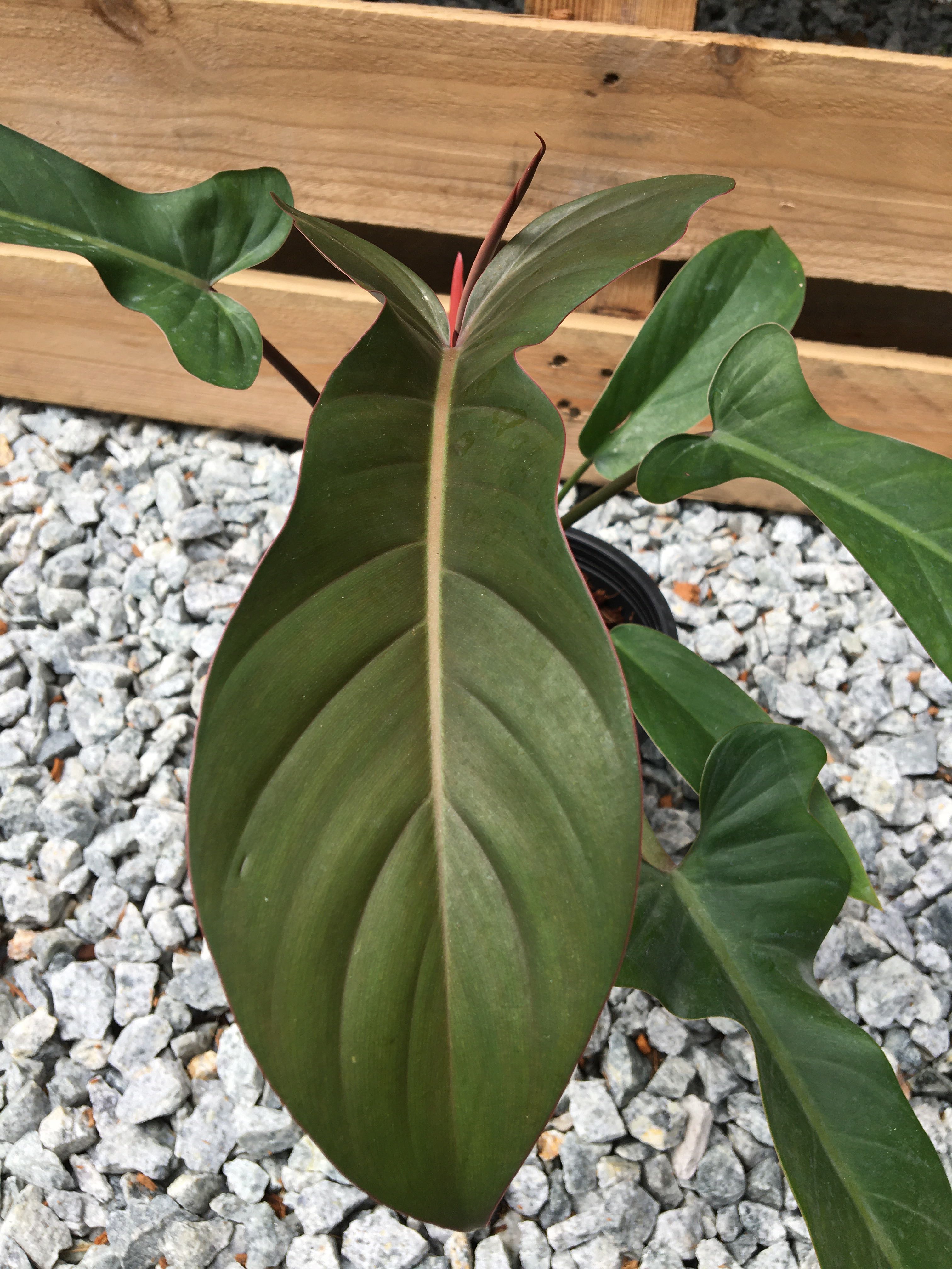 Philodendron Florida Bronze Home Furniture Gardening On Carousell