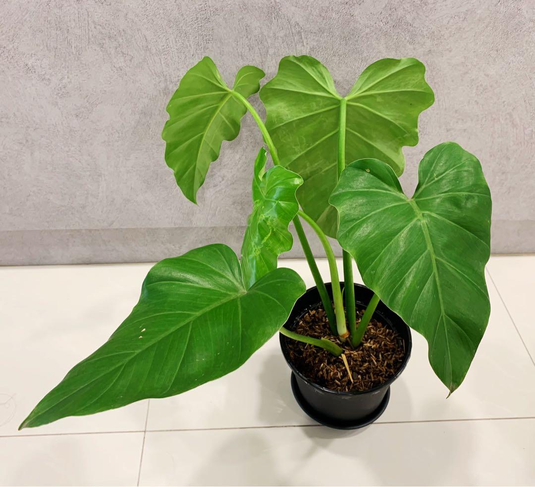 Philodendron Wilsonii Furniture Home Living Gardening Plants Seeds On Carousell