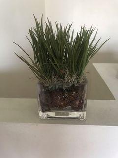 Plastic decorative plants
