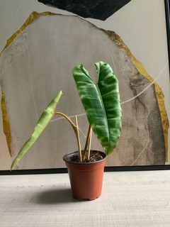 (Category: ) located in . Submitted by verde_botanical (Listing ID 1064431940, Image 1). Description: .