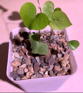 （分類：）位於 。 由 planting.buzz 提交（商品編號 1064679981，圖片 1）。簡介： 。