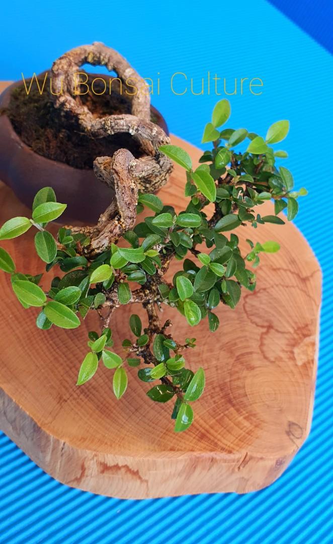 Natural Looking Malpighia Glabra (Sakura Mikro) Bonsai, Furniture & Home  Living, Gardening, Plants & Seeds on Carousell