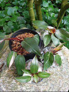 Philodendron Pink Princess