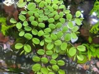 [Php35 in one full salad cup] Salvinia minima / Water Spangles) Floating Plant for Aquariums