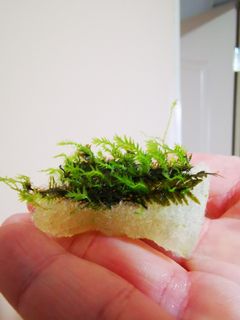 (Category: ) located in . Submitted by collectoraquatics (Listing ID 1030221531, Image 1). Description: .
