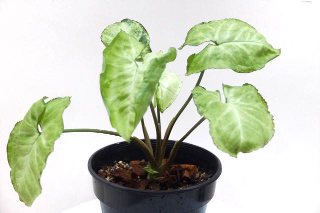 Syngonium White Butterfly Home Furniture Gardening On Carousell 1 syngonium white butterfly leaf cutting with a root stump. carousell