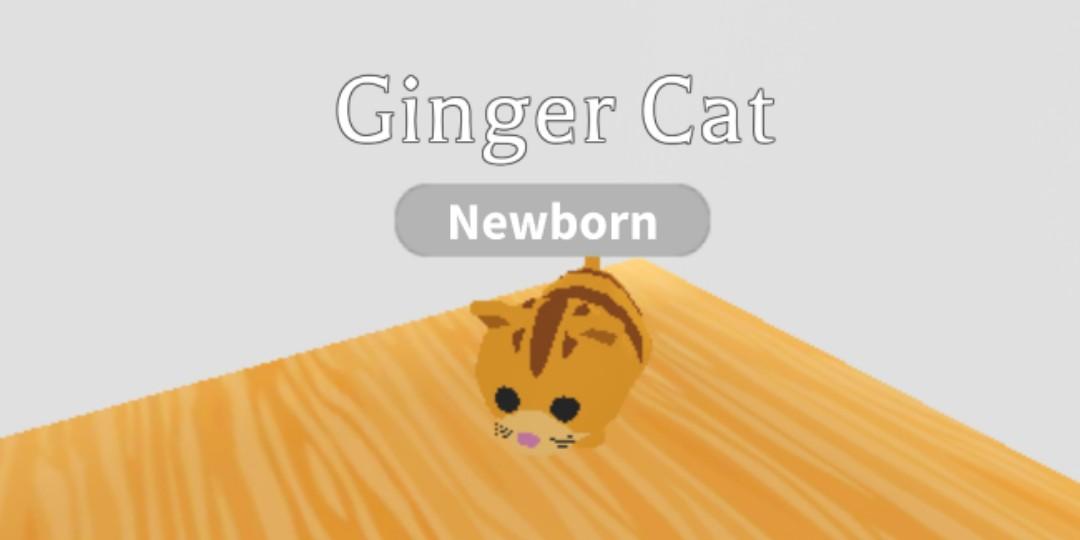 What Is A Mega Ginger Cat Worth Adopt Me - roblox adopt me ginger cat worth