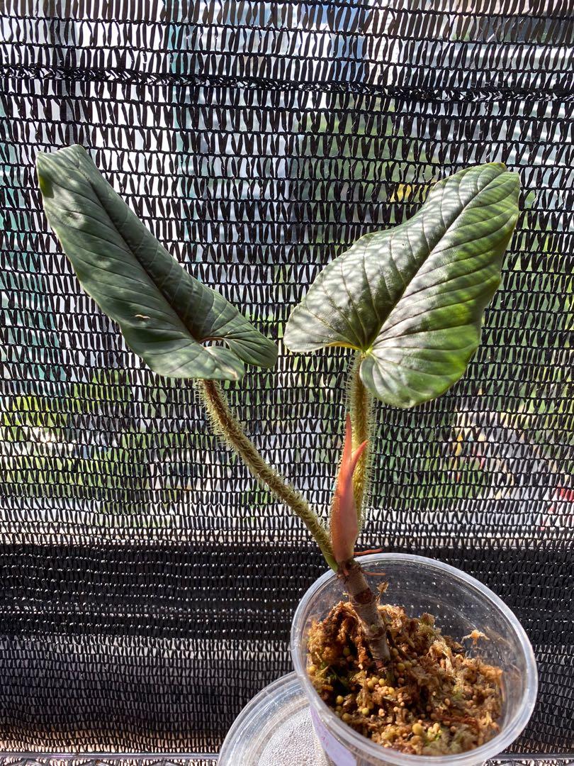 Philodendron Serpens Furniture Home Living Gardening Plants Seeds On Carousell