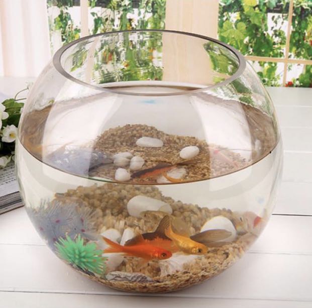 round glass fish bowl, Pet Supplies, Homes & Other Pet Accessories on ...