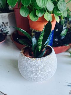 (Category: ) located in . Submitted by seng.gardenn (Listing ID 1065026990, Image 1). Description: .