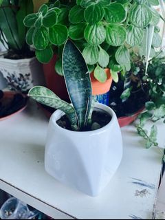 (Category: ) located in . Submitted by seng.gardenn (Listing ID 1065028361, Image 1). Description: .