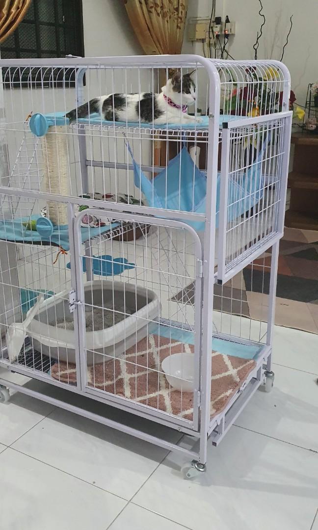 white cat cage