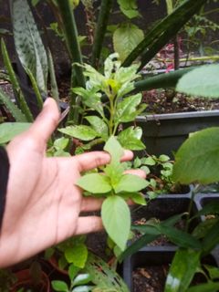 (Category: ) located in . Submitted by bs_servicesmalaysia (Listing ID 1065135109, Image 1). Description: .