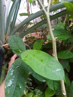 (Category: ) located in . Submitted by bs_servicesmalaysia (Listing ID 1065135507, Image 1). Description: .