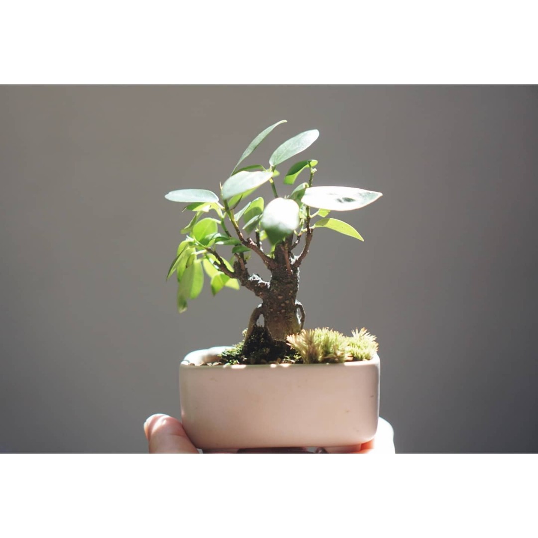 Ficus Bonsai mame, Furniture & Home Living, Gardening, Plants & Seeds on Carousell