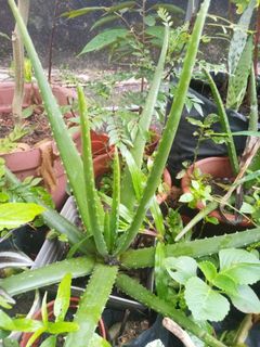 (Category: ) located in . Submitted by bs_servicesmalaysia (Listing ID 1065136313, Image 1). Description: .