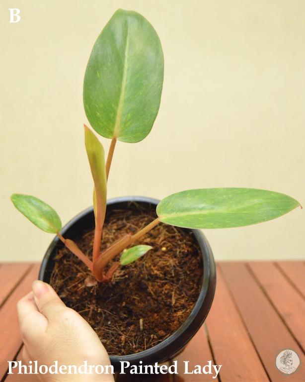 philodendron painted lady reverted