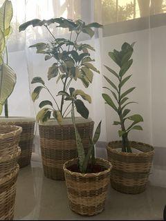 Plants with rattan holder
