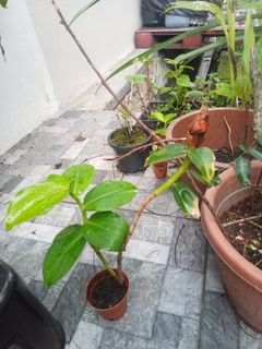 (Category: ) located in . Submitted by bs_servicesmalaysia (Listing ID 1065135889, Image 1). Description: .