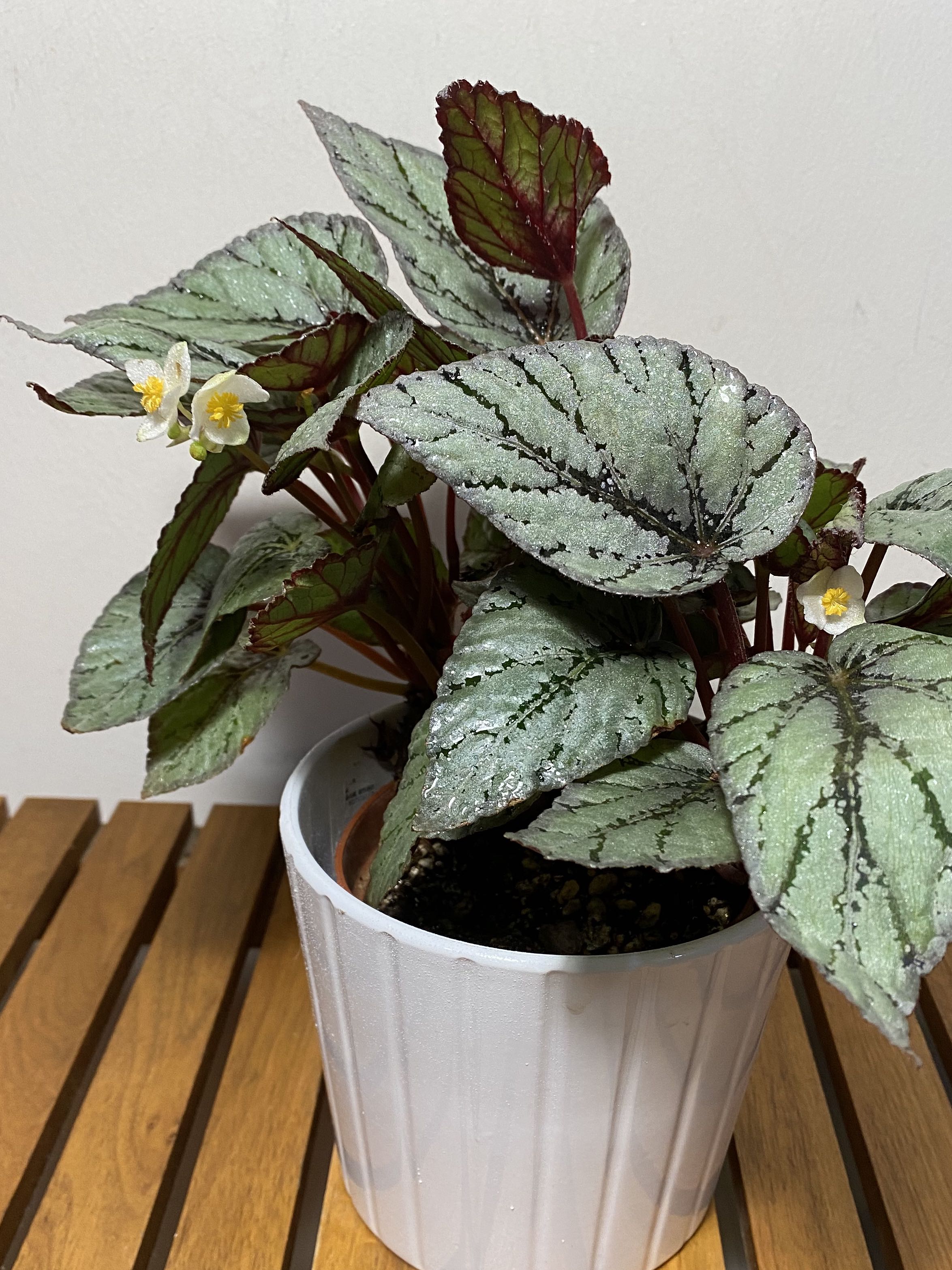 Rex Begonia Silver Lace Furniture Home Living Gardening Plants Seeds On Carousell