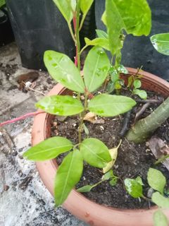 (Category: ) located in . Submitted by bs_servicesmalaysia (Listing ID 1065137142, Image 1). Description: .