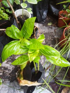 (Category: ) located in . Submitted by bs_servicesmalaysia (Listing ID 1065136482, Image 1). Description: .