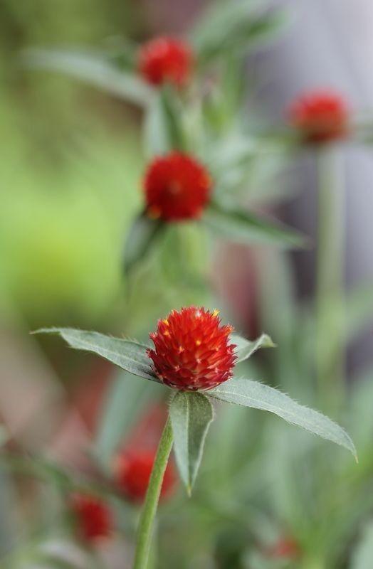 種子 滿贈 美洲千日紅 橙花千日紅粒gomphrena Haageana Seeds 傢俬 家居 Gardening Plants Carousell