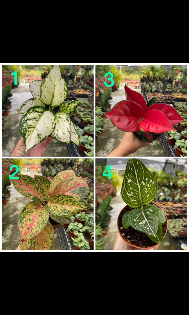 Aglaonema White, Legacy, Sexy Red, Tom Pride , Furniture & Home Living ...