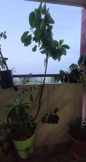 (Category: ) located in . Submitted by isam1 (Listing ID 1065479234, Image 1). Description: .
