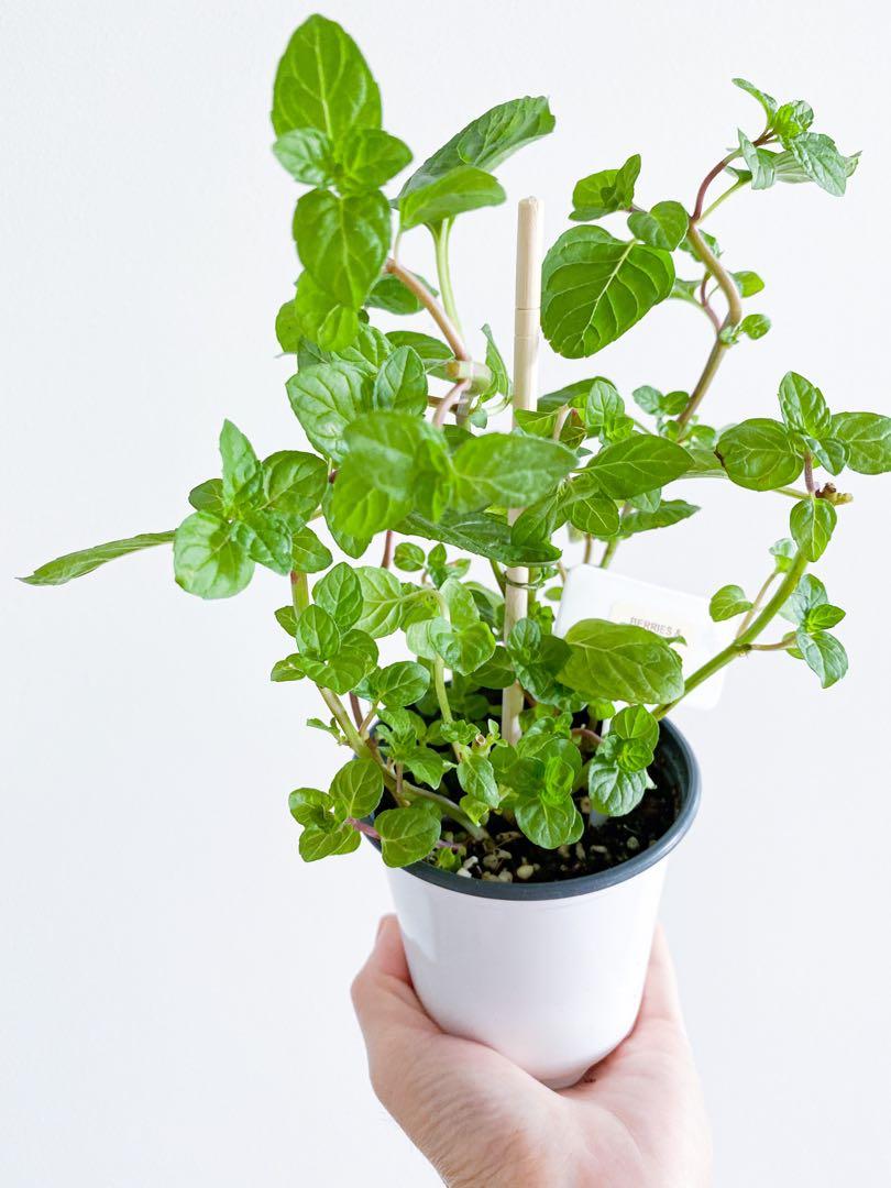 Berries And Cream Mint Furniture Home Living Gardening Garden Soil Fertilisers On Carousell Berries And Cream Mint Furniture Home Living Gardening Garden Soil Fertilisers On Carousell