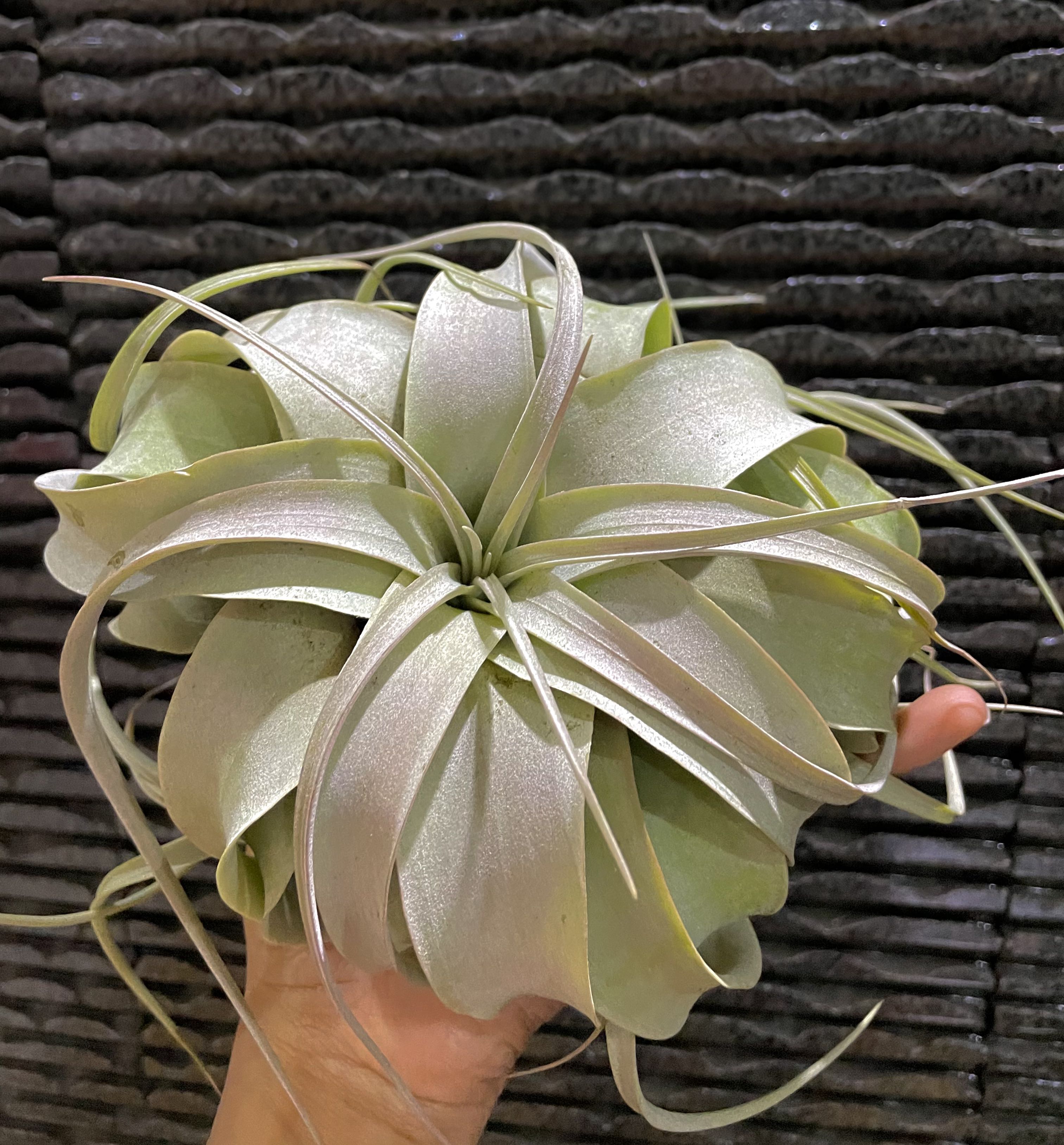 Blushing xerographica air plant airplant tillandsia king of airplants