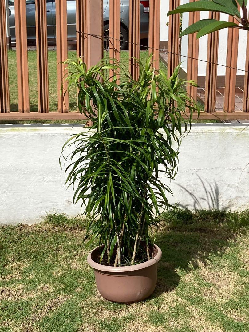 Dracaena Angustifolia, Furniture & Home Living, Gardening, Plants ...