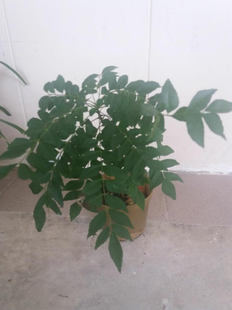 Edible plants for sale!, Furniture & Home Living, Gardening, Plants