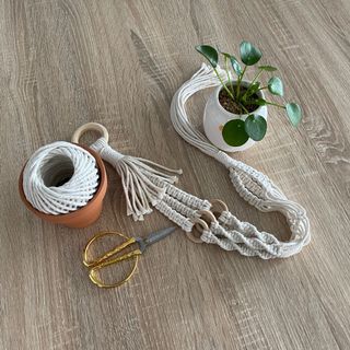 (Category: ) located in . Submitted by quteplants (Listing ID 1063666653, Image 1). Description: .