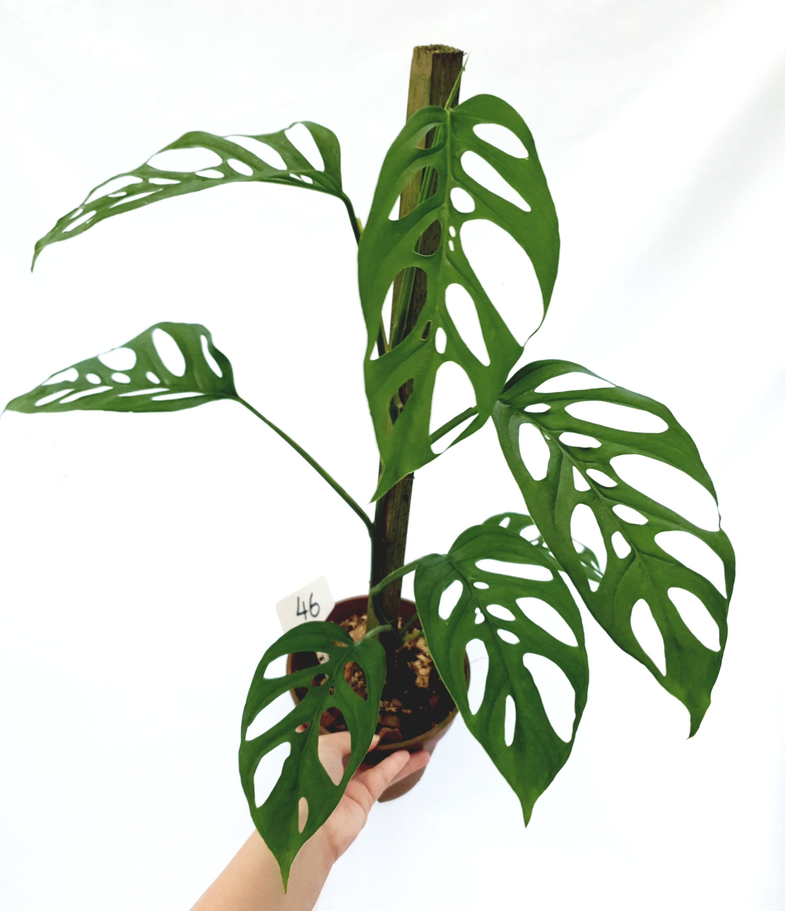 Monstera Adansonii Ssp Laniata Furniture Home Living Gardening Plants Seeds On Carousell