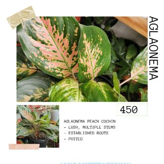 (Category: ) located in . Submitted by rox.md (Listing ID 1065779668, Image 1). Description: .