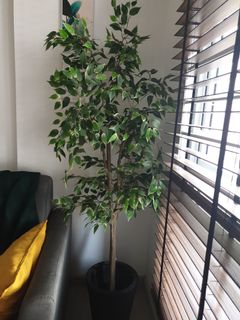 (Category: ) located in . Submitted by mamiof3 (Listing ID 1065583496, Image 1). Description: .